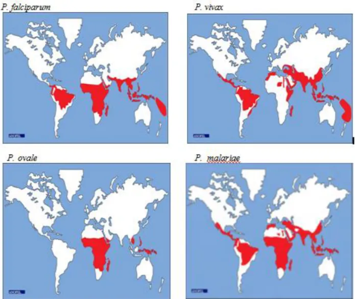 Figure 2 : Distribution mondiale du paludisme à Plasmodium. 