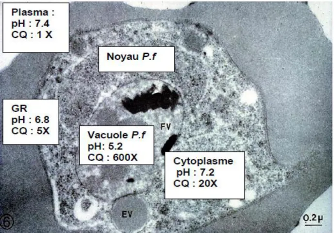 Figure 6 : Accumulation de la chloroquine dans le Plasmodium (Le bras, 1995) 