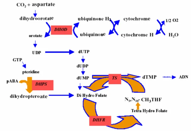 Figure 7: Voie et mode d’action des antimétabolites (Le bras, 1999). 