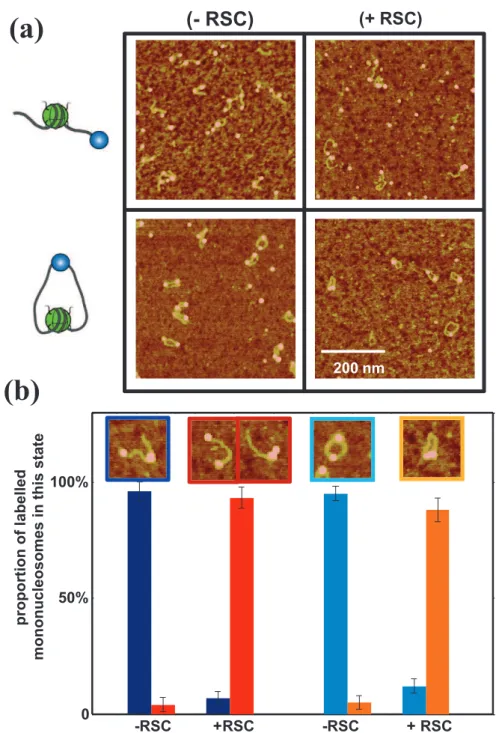 Figure S2 : Comparison of RSC sliding efficiency for linear (single biotin tag) or circular  (double biotin tag) streptavidin labeled mononucleosome 