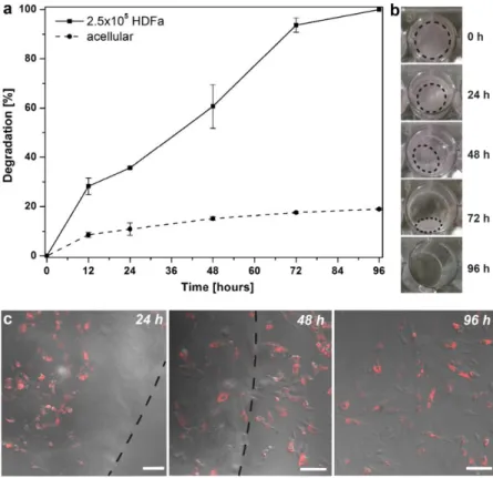 Figure  4.   HDFa-mediated  degradation  as  function  of  time  of  dPAA  hydrogels,  solid  line,  containing  2.5x105  cells  and  control  (acellular  dPAA),  dashed  line  (a);  macroscopic  pictures  showing  the   cell-mediated degradation of the dP