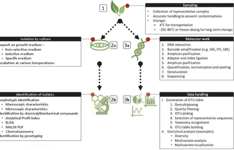Figure 2.8 : Schéma des approches culturales et moléculaires pour l’identification des  microorganismes environnementaux
