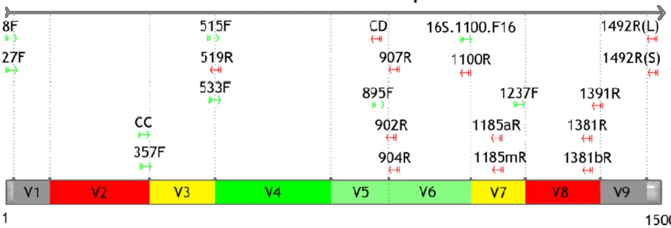 Figure 2.12 : Représentation schématique des différentes régions variables du gène codant  pour l’ARNr 16S