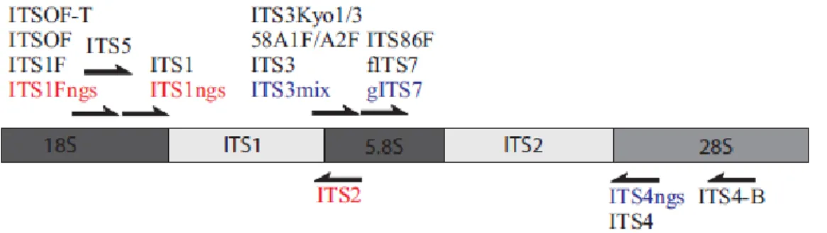 Figure 2.13 : Carte de la région ribosomale comportant les ITS 1 et 2 ainsi que les amorces utilisées  par Terdersoo et al