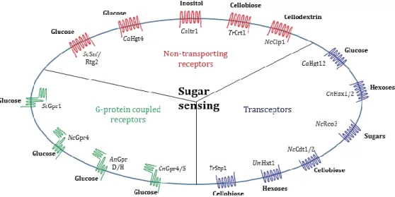 Figure 3. Sugar-sensing membrane proteins of fungal cells.  