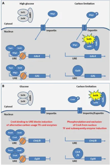 Figure 6. The molecular mechanism of carbon catabolite repression in S. cerevisiae (A), and  filamentous fungi (B)