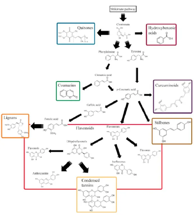 Figure 14. Biosynthetic pathways of phenolic compounds based on their carbon skeleton  (Mark et al., 2019)