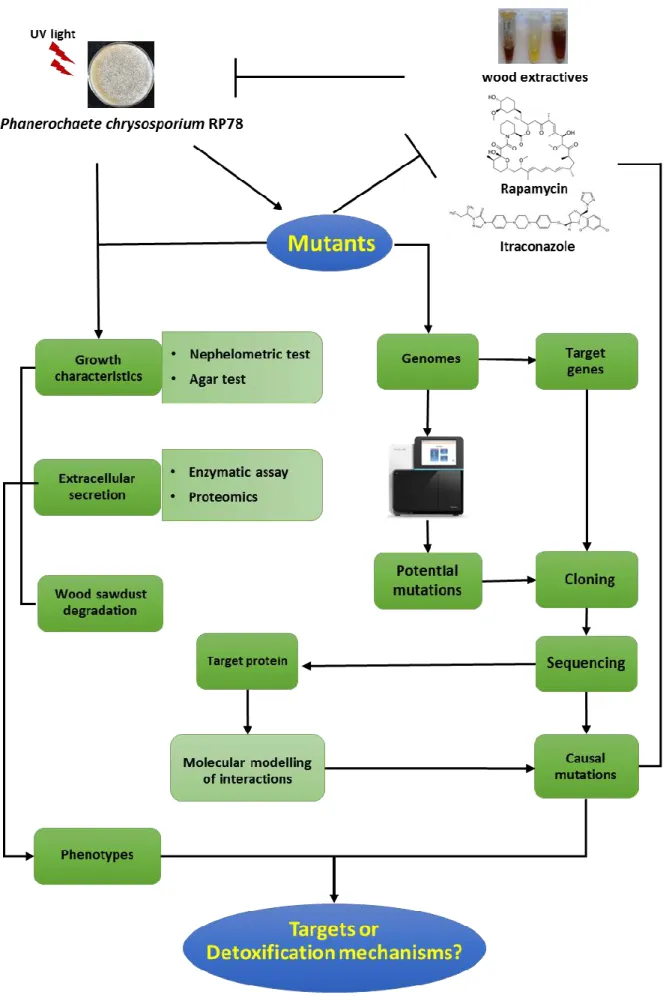 Figure 27. Scheme represents the main approach used in the thesis. 