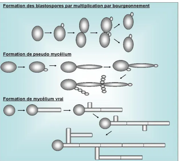 Figure 1 : Morphologie de Candida albicans (Odds, 1988)  