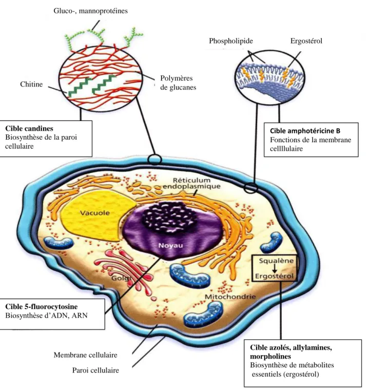 Figure 5 : Cibles des différents antifongiques (Lortholary, 2004) 