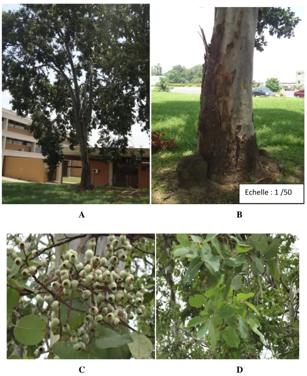 Figure 6 : Photographie d’arbre, du tronc, des fruits et feuilles de   Eucalyptus torelliana F