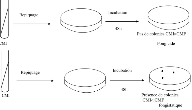 Figure 11 : Schema des tests de stérilité de tubes correspondant à la CMICMI CMI Repiquage Repiquage Incubation Incubation 48h 48h 