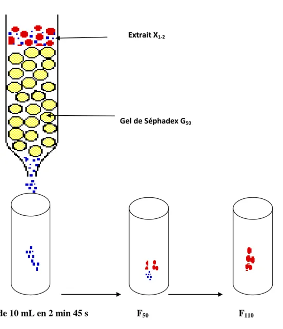 Figure 12: Schéma de la préparation des sous fractions d’ecores  de Eucalyptus torelliana F