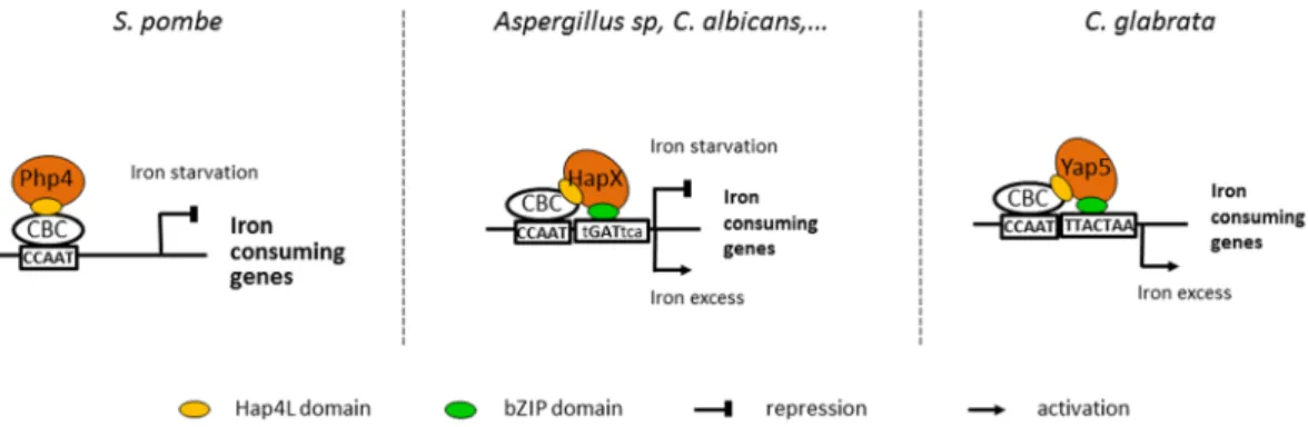 Figure 6.  The evolution of the roles of CBC and its regulatory subunits in the control of fungal iron  homeostasis