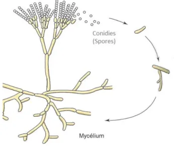 Figure 4 : Représentation schématique du cycle de dissémination d'un champignon du genre  Penicillium