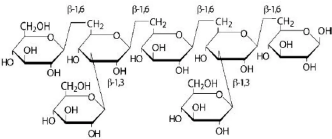 Figure 13 : Exemple de polymère de glucanes présentant 4 liaisons  -1,6 et 2 liaisons  -1,3