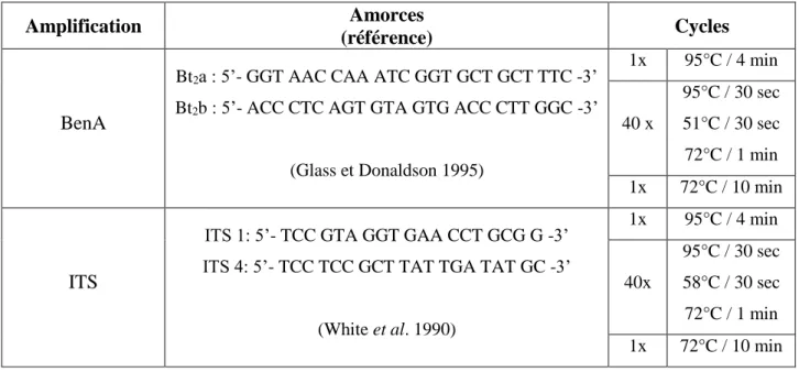 Tableau 4 : Liste des amorces et des cycles utilisés pour l'amplification des régions ITS et BenA