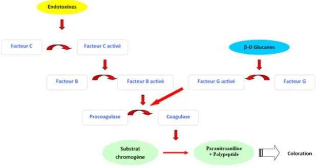 Figure 24 : Réactions en cascade du lysat d’amoebocyte de Limule en présence d’endotoxines ou de  (1,3)- -D-glucanes (Source : Greff-Mirguet 2002)