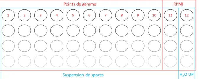 Figure 30 : Microplaque utilisée lors des essais de résistance aux antifongiques (Source : laboratoire  ToxEMAC, Delanoë).