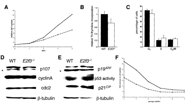 Figure  1.  The  effect  of  E2fJ3-loss on  gene  expression  and  cell  cycle  progression  in actively proliferating MEFs