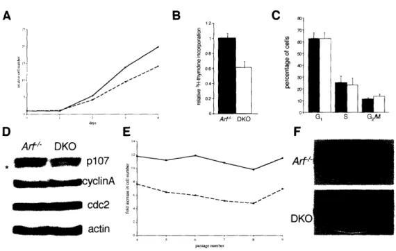 Figure 2. A D Arf/-  DKO . Mg ll  p107 ---- c  cyclinA -_  - &#34;&#34;cdc2 actin