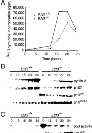 Figure 1.  E2f3-deficient MEFs have increased levels of p19ARF, leading to activation of p53