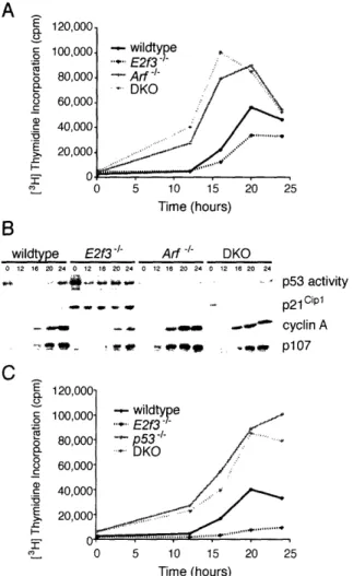 Figure  2.  Elimination  of p]9Arf  rescues  cell  cycle  re-entry  and  p53  activation defects of E2f3-deficient MEFs