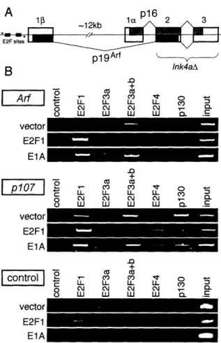 Figure  4.  The  activating  E2Fs  bind  to the Arf  promoter  during  oncogenic  challenge.