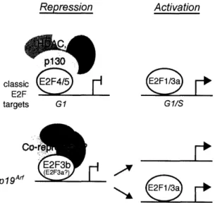 Figure  5. Repression classic  E2F4/5 E2F  I targets  GI Co p 1 9 Arf C  -Il F*