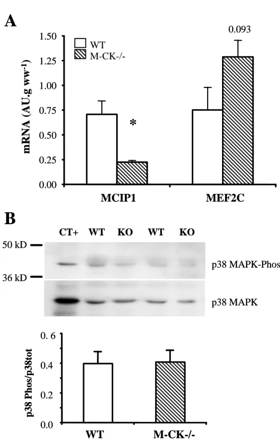 Figure 3  0.000.250.500.751.001.251.50 MCIP1 MEF2CmRNA(AU.gww-1)* 0.093WT M-CK-/-p38 MAPK-Phos p38 MAPK50 kD36 kD 0.00.20.4 0