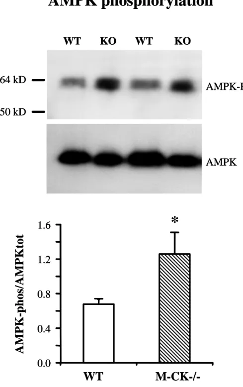 Figure 4  AMPK phosphorylation 0.00.40.81.21.6 WT M-CK-/-*AMPK-phos/AMPKtot AMPK-PAMPK64 kD50 kDWT       KO       WT        KOAMPK phosphorylation0.00.40.81.21.60.00.40.81.21.6WTM-CK-/-*AMPK-phos/AMPKtotAMPK-PAMPK64 kD50 kDWT       KO       WT        KOAMP