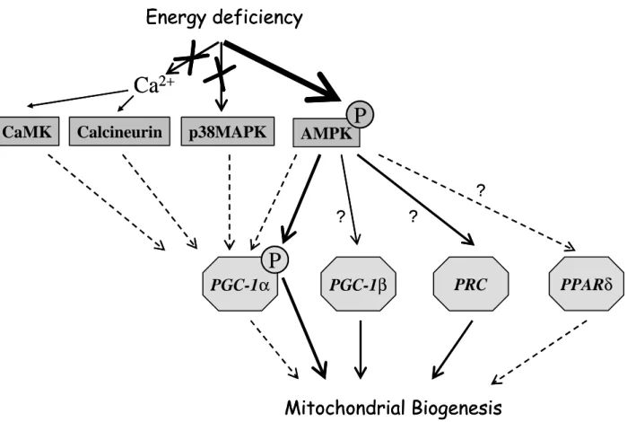 Figure 5  PGC-1αp38MAPK Energy deficiencyCalcineurin AMPK Mitochondrial BiogenesisPPX XPGC-1βPRC PPAR δ???CaMKCa2+PGC-1αp38MAPKEnergy deficiencyCalcineurinAMPKMitochondrial BiogenesisPPX XPGC-1βPRCPPARδ???CaMKCa2+