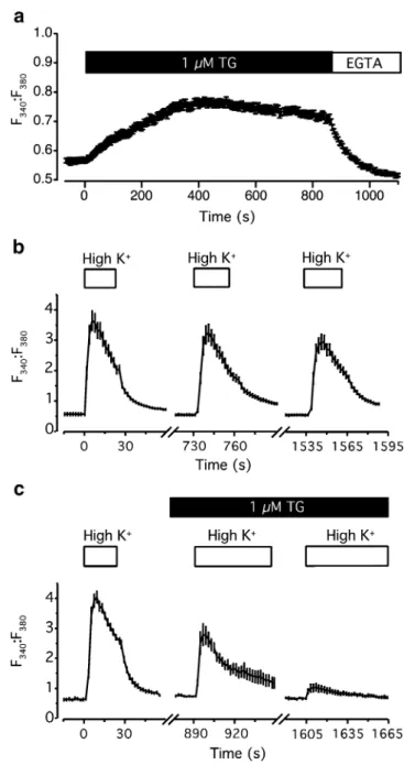 Fig. 2 Merkel cells express a Cl − conducting current. A majority of the Merkel cells recorded with intracellular Cs + solution and 25 mM external Ba 2+ had voltage-dependent currents (a, top panel) that activated in response to a series of voltage steps (