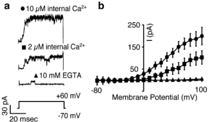 Fig. 5 Merkel cells have BK Ca and voltage-activated K + currents.