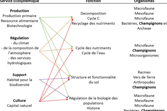 Figure 2 : relations schématiques entre services écosystémiques, fonctions et biologie des sols (European  Commission et al
