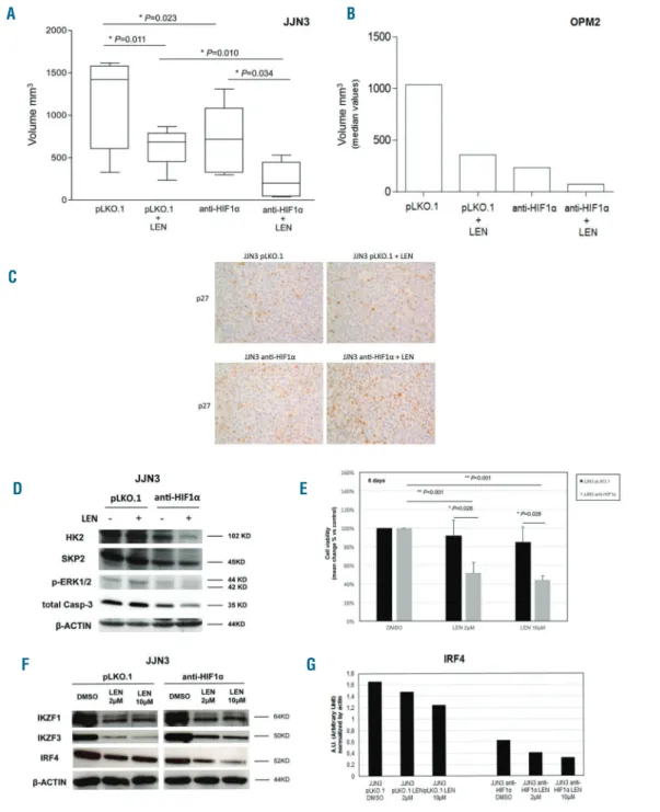 Figure 1. Stable inhibition of HIF-1α in myeloma cells significantly increased the anti-tumoral effect of lenalidomide (LEN) in vivo