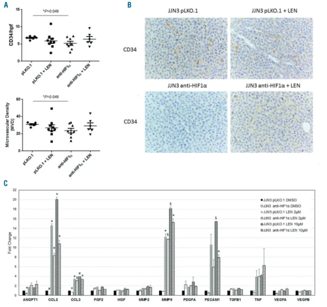 Figure 2. Effect of the combination of stable inhibition of HIF-1α and lenalidomide (LEN) treatment in myeloma cells on in vivo angiogenesis and on expres- expres-sion of the main pro-angiogenic molecules