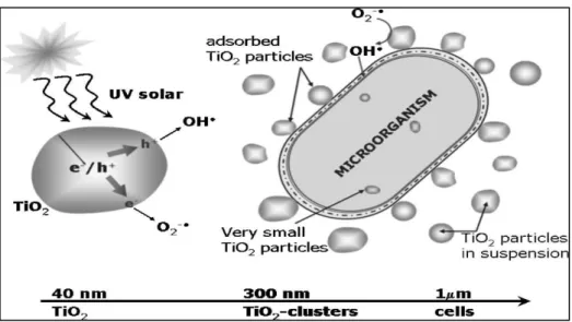 Figure 13 : Illustration schématique du procédé photocatalytique solaire pour l'inactivation  des bactéries en présence d'une suspension aqueuse de TiO 2  [157]
