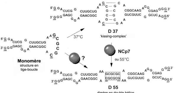 Figure 8 : Mécanisme de dimérisation in vitro de VIH-1 Lai  et implication de  la NCp7 dans ce processus (d’après Muriaux et al., 1996a) 