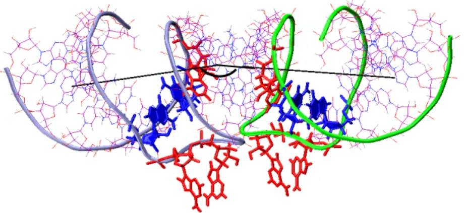 Figure 13 : Structure publiée par Ennifar et al. (2001) pour le dimère en 