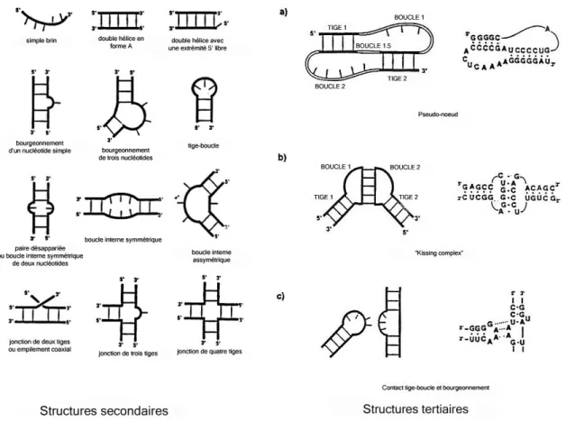Figure 22 : Descriptif des structures secondaires et tertiaires rencontrées  dans les ARN d’après Burckard et al