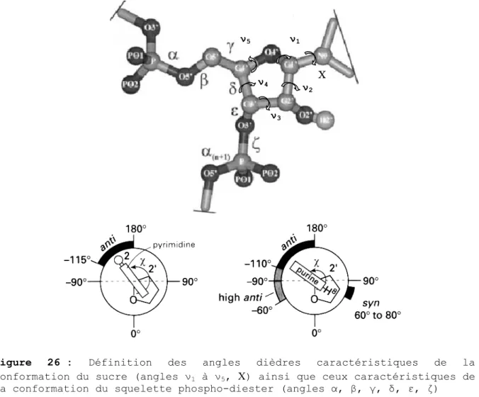 Figure 26  : Définition des angles dièdres caractéristiques de la  conformation du sucre (angles ν 1  à ν 5 ,  Χ ) ainsi que ceux caractéristiques de  la conformation du squelette phospho-diester (angles α, β, γ, δ, ε, ζ) 