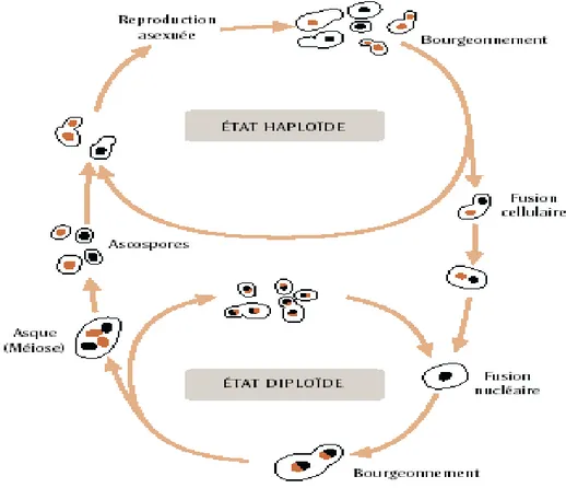 Figure 3 : Schéma du cycle de reproduction asexuée et sexuée d’une levure (MARTINE, 2007)    