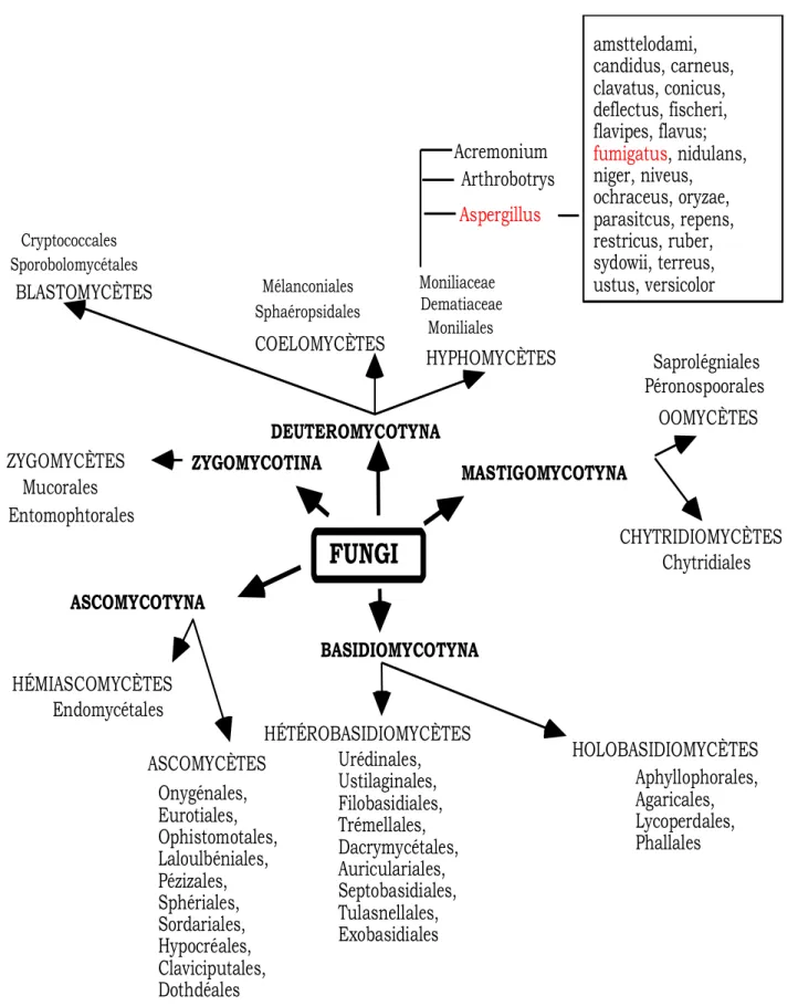 Figure 4 : Classification des champignons d’après HAWKSWORTH et al. (1983), KWONG                    CHUNG et al