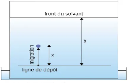 Figure 12 : Déterminnation du rapport frontal.