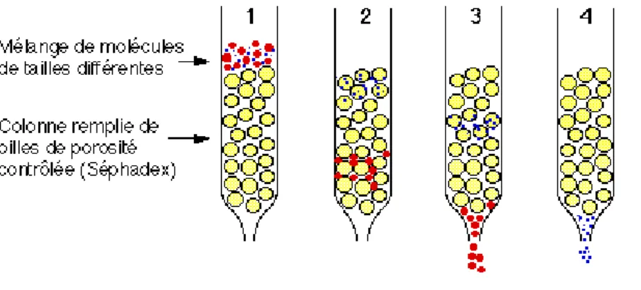Figure 13 : Schéma du principe de la chromatographie d'exclusion 