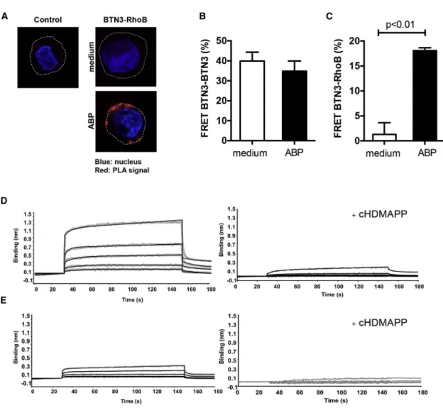 Figure 5. RhoB Interacts with BTN3 Molecules and Dissociates after Phosphoantigen Treatment