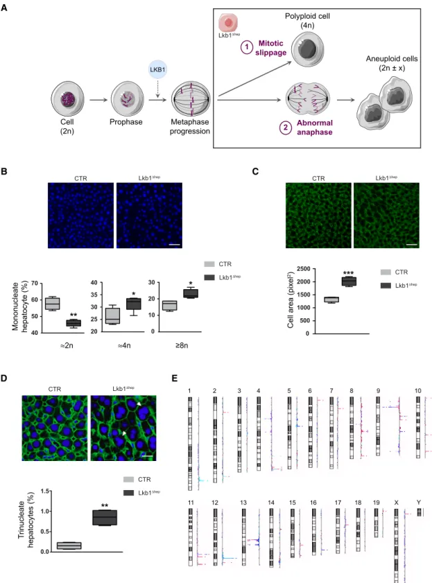 Figure 5. LKB1 Controls Hepatocyte Genomic Integrity during Liver Regeneration