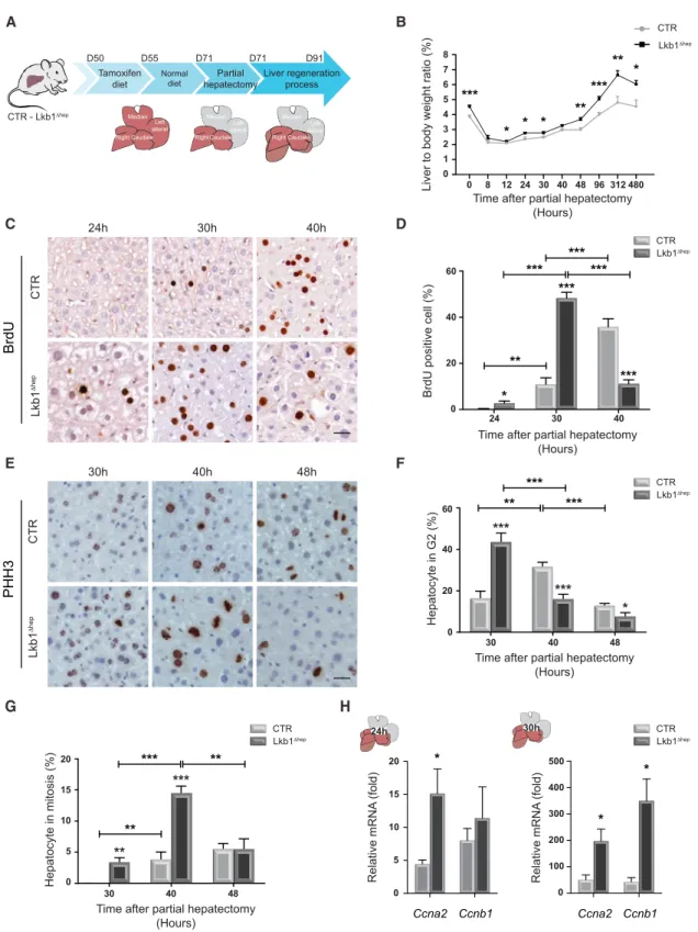 Figure 1. Hepatocyte-Specific Silencing of Lkb1 Increases Cell Proliferation and Liver Mass during Liver Regeneration (A) Representation of strategy for hepatocyte-specific deletion of Lkb1 and experimental procedure for PHx.