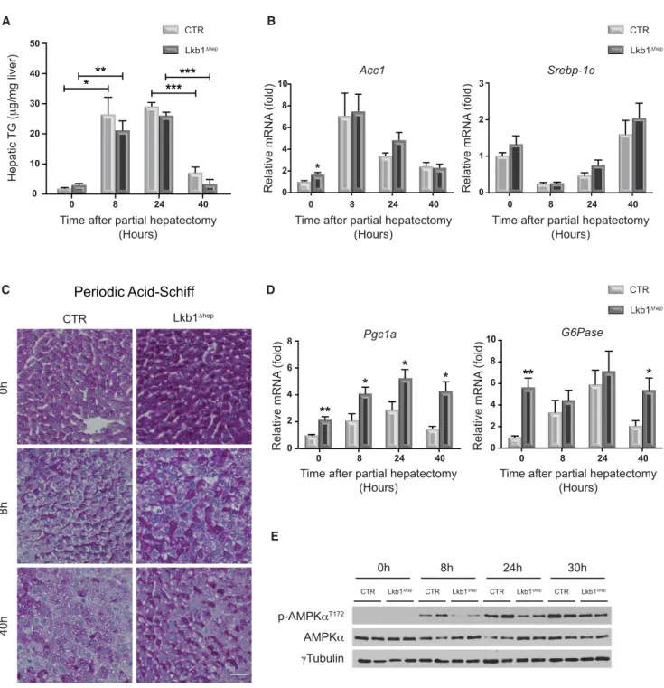 Figure 2. Hepatocyte-Specific Silencing of Lkb1 Has a Moderate Impact on Metabolic Regulation during Liver Regeneration